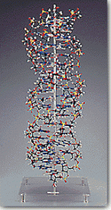 B-5009/Triple Helices DNA